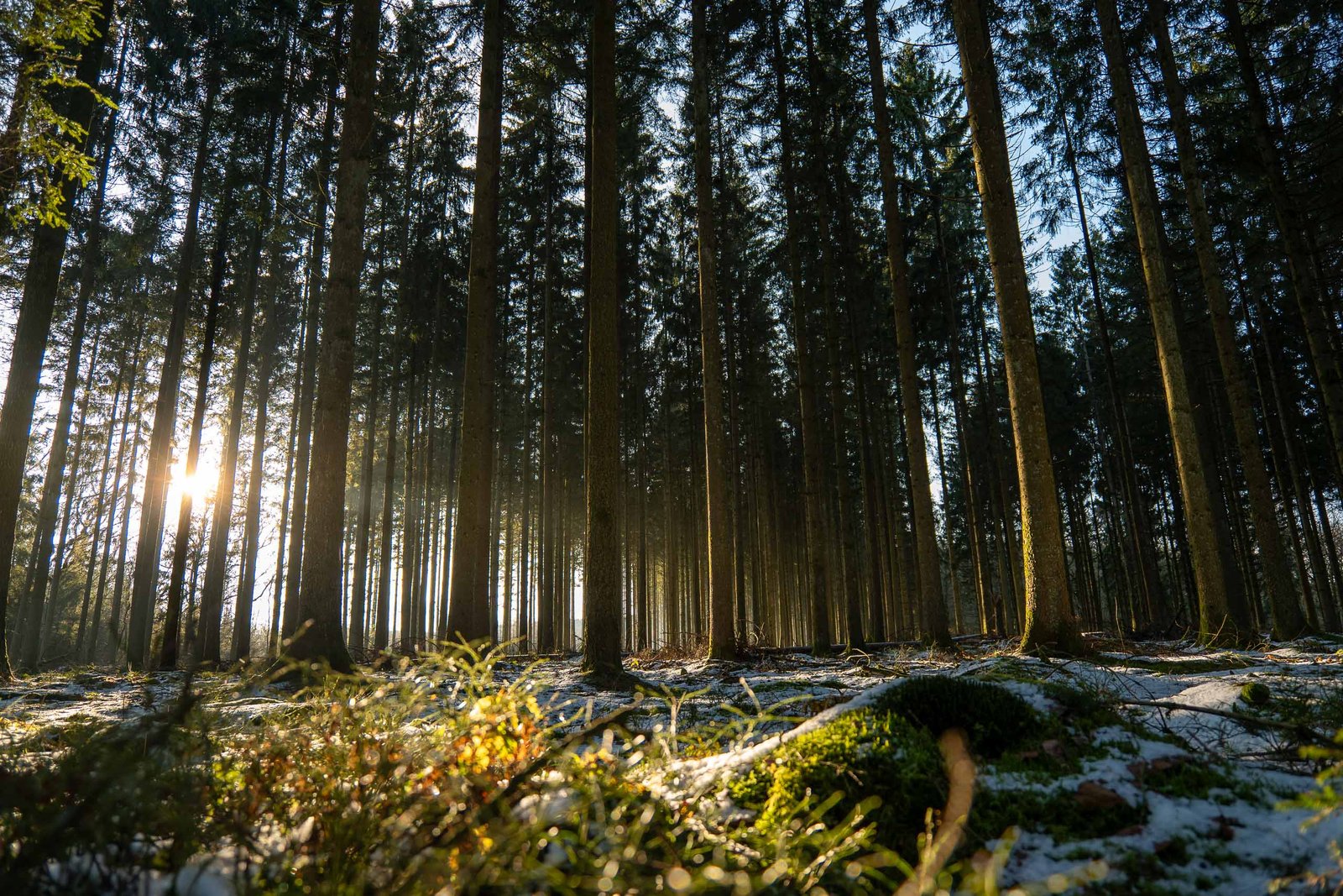 forest-outdoors-belgium-hiking-ardennes-javier-pedromingo-02