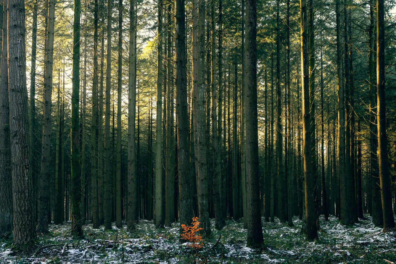 forest-outdoors-belgium-hiking-ardennes-javier-pedromingo-03