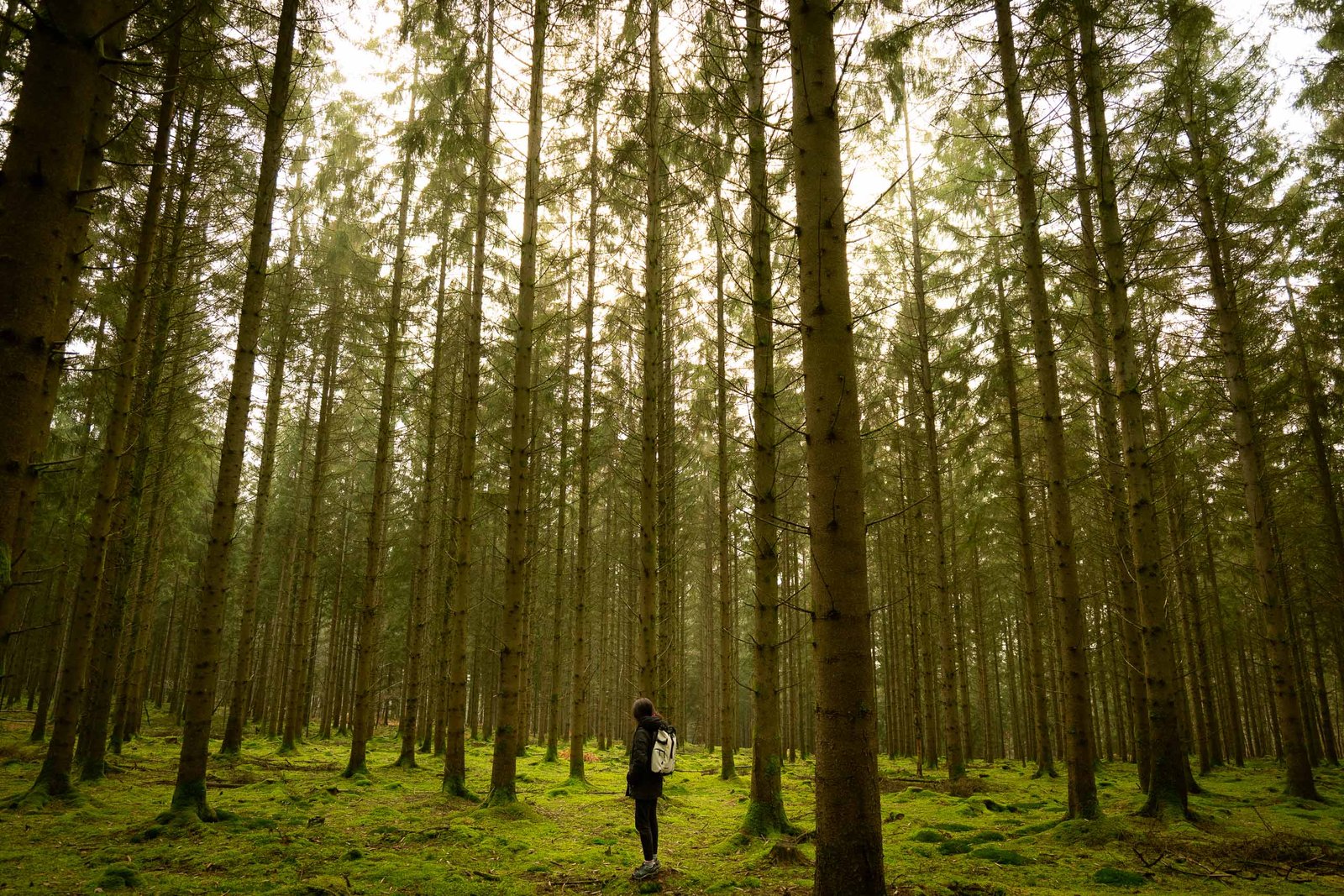 forest-outdoors-belgium-hiking-ardennes-javier-pedromingo-04