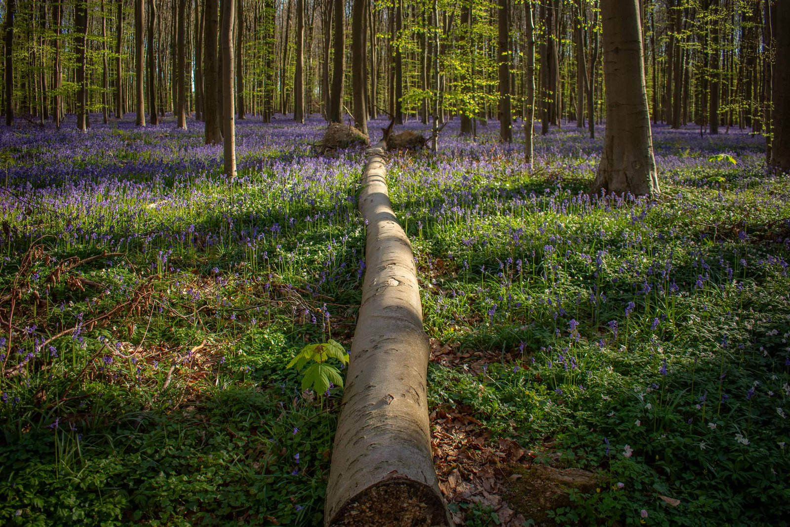 forest-outdoors-belgium-hiking-ardennes-javier-pedromingo-10